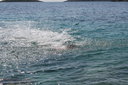 gal/cro 08/_thb_small-IMG_4925.JPG